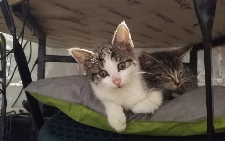 Zbiórka Letnie Maluchy - zdjęcie główne