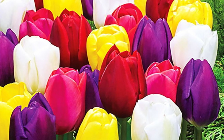 Zbiórka Na radość dla ludzi - zdjęcie główne