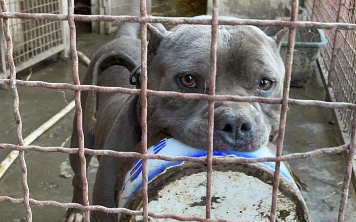 Zbiórka Pusta micha. Fundacja Amstaff A - zdjęcie główne