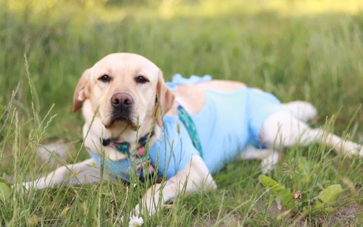 Labrador leżący na trawie w niebieskim ubraniu.