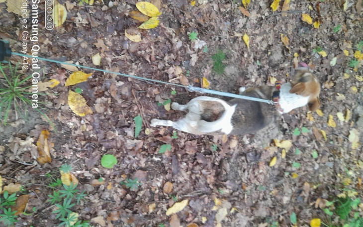 Zbiórka Zbieram na chorego pieska2 - zdjęcie główne