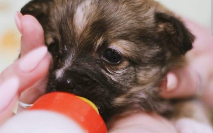 Zbiórka POTRZEBY naszych 18 szczeniąt - zdjęcie główne