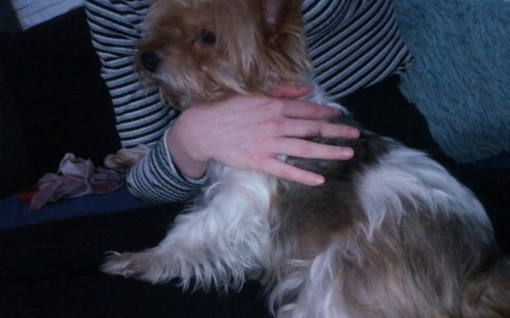 Zbiórka Jedzenie dla Pieska - zdjęcie główne