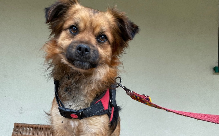 Zbiórka Wyprawka i leczenie - zdjęcie główne