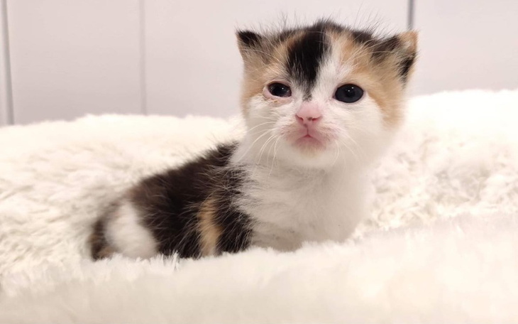 Zbiórka Diagnostyka schroniskowa - zdjęcie główne