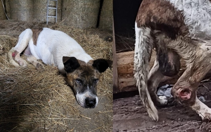 Dwa psy leżące na sianie, jeden z nich wygląda na zmęczonego.