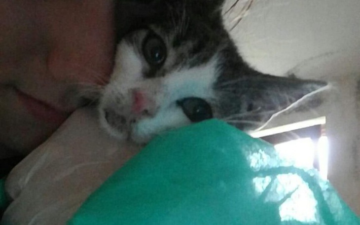 Zbiórka Skutki panleukopenii- walka trwa - zdjęcie główne