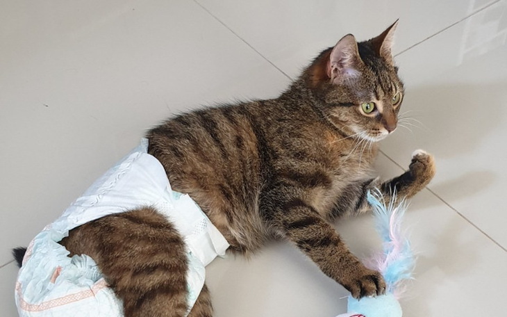 Zbiórka Dla niepełnosprawnej Melisy - zdjęcie główne