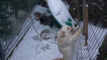 Zbiórka Dramat psa w domu dziecka - miniaturka zdjęcia