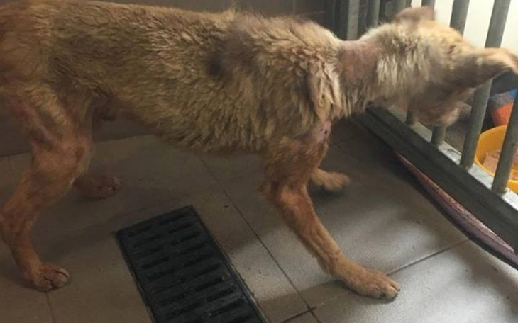 Zbiórka Jestem chory ale chce żyć!!! - zdjęcie główne