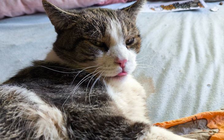 Kot leżący na łóżku, z wyciągniętym językiem.