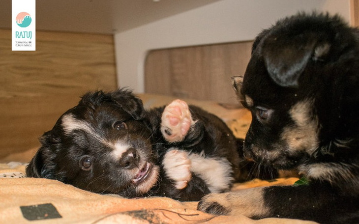 Zbiórka Podkłady dla szczeniąt - zdjęcie główne