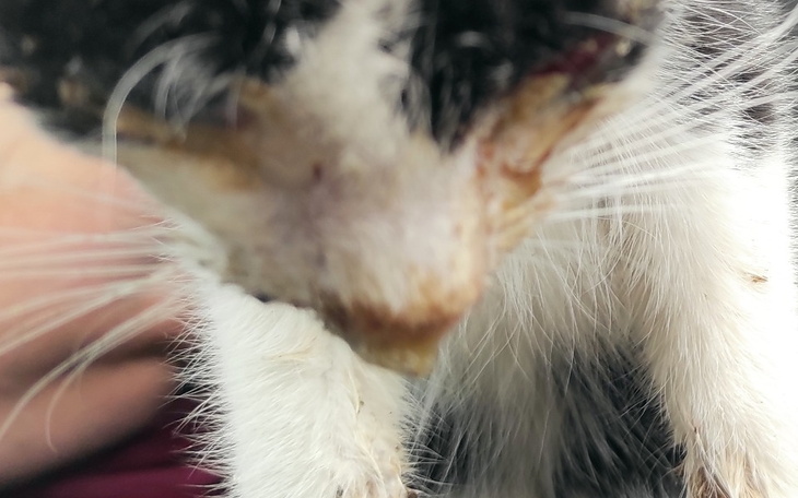 Zbiórka PodarujMy Zycie Gminnym Kotom - zdjęcie główne