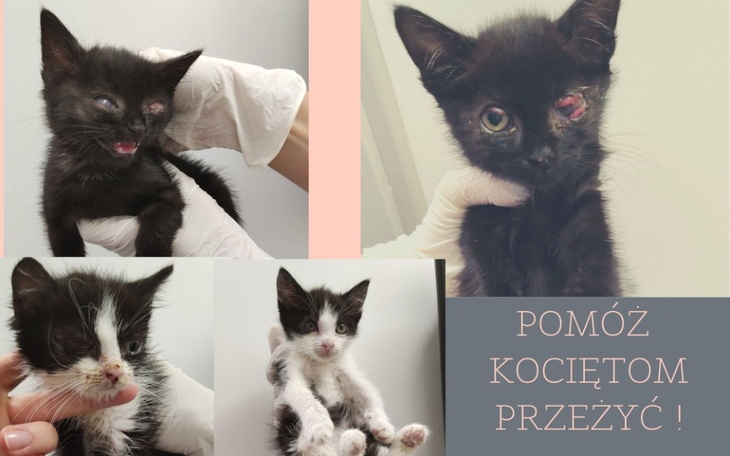 Zbiórka Na ratunek umierającym kociętom - zdjęcie główne