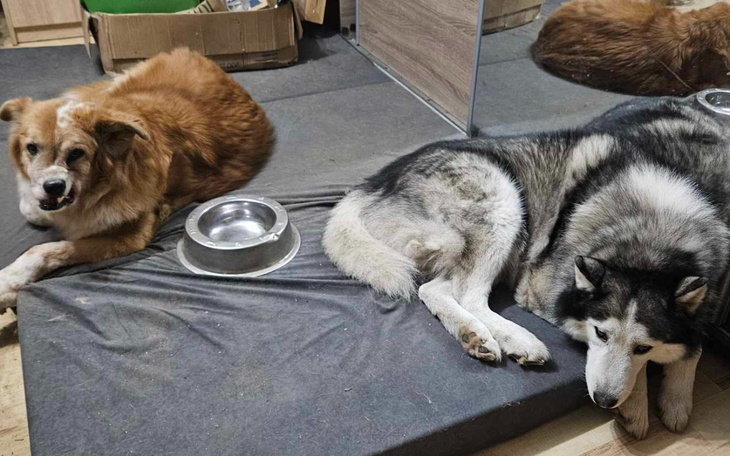 Dwa psy odpoczywające w schronisku, czekające na nowy dom.