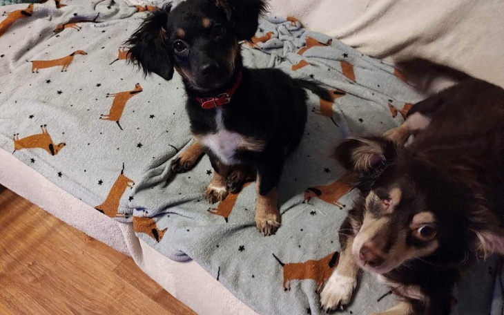 Zbiórka Na karmę dla adopciaków - zdjęcie główne