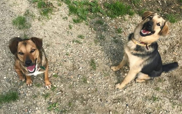 Zbiórka Zbiórka Schronisko Boguchwała - zdjęcie główne