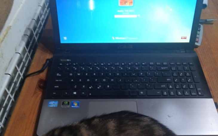 Kot leżący obok laptopa, gotowy do zabawy.