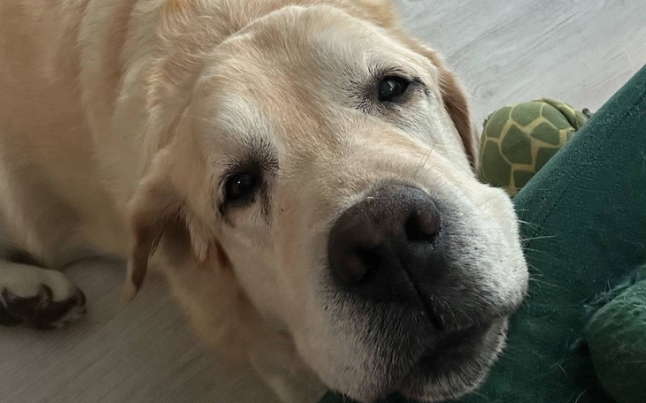 Labrador z wyrazem przyjaźni, patrzy prosto w obiektyw.