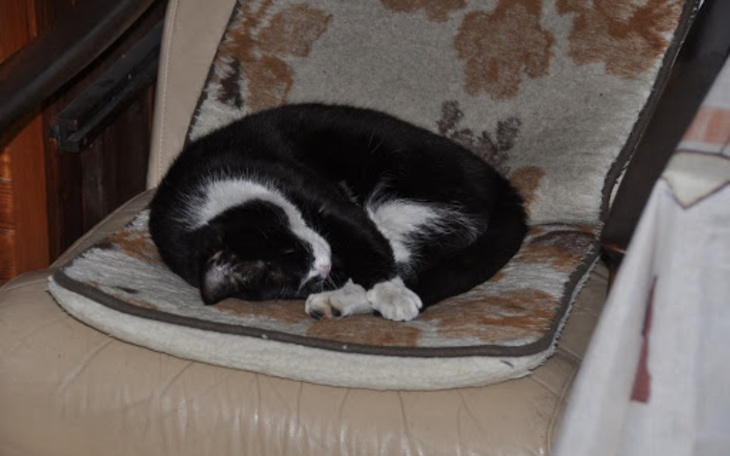 Zbiórka Na leki dla mojego starego kota - zdjęcie główne