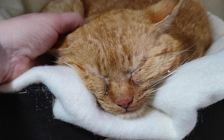 Zbiórka Zbiórka na tymczasowy koci dom - zdjęcie główne