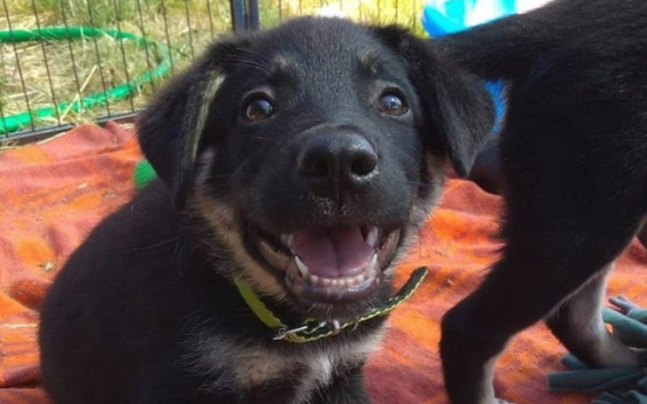 Zbiórka Schroniskowe dzieci - zdjęcie główne