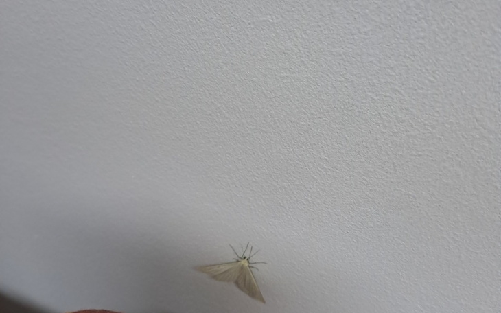 Zbiórka Zbieram na leczenie kota piln3 - zdjęcie główne