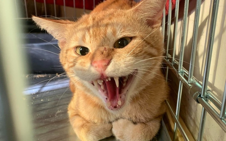 Rudy kot z otwartą paszczą, pokazujący zęby.