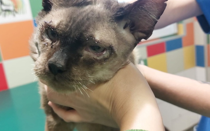 Zbiórka Tomograf Monte - zdjęcie główne