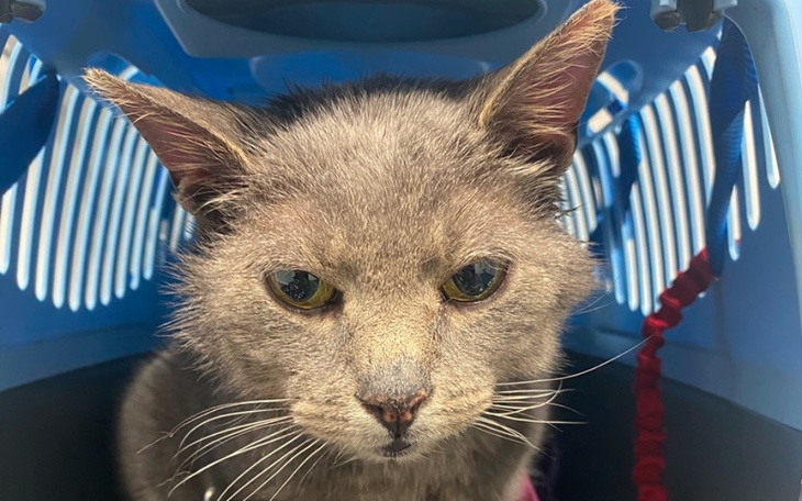 Kot o szarym futrze, patrzący z niepokojem.