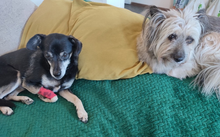 Zbiórka Dla fundac cztery łapy Wrocławia - zdjęcie główne