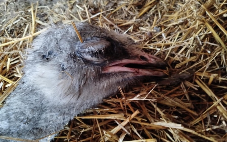 Martwy ptak leżący na sianie, z zamkniętymi oczami.