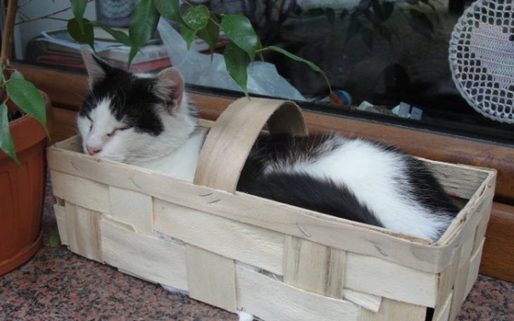 Zbiórka Kocica potrzebuje pomocy - zdjęcie główne