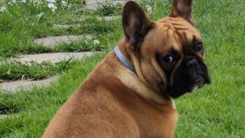 Zbiórka Buldożek, który nie dostał szans - miniaturka zdjęcia