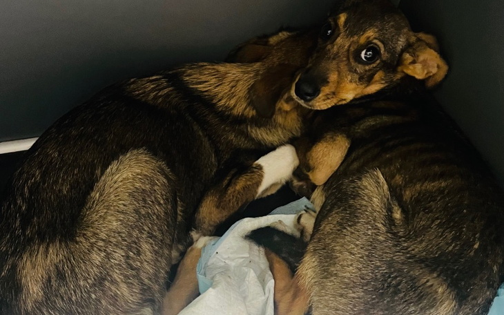 Zbiórka Zagłodzone sunie z lasu - zdjęcie główne