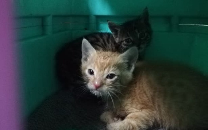 Zbiórka kocięta umierały z głodu - zdjęcie główne