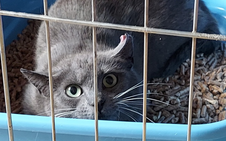 Zbiórka Wet i utrzymanie dla Blue Nidy - zdjęcie główne