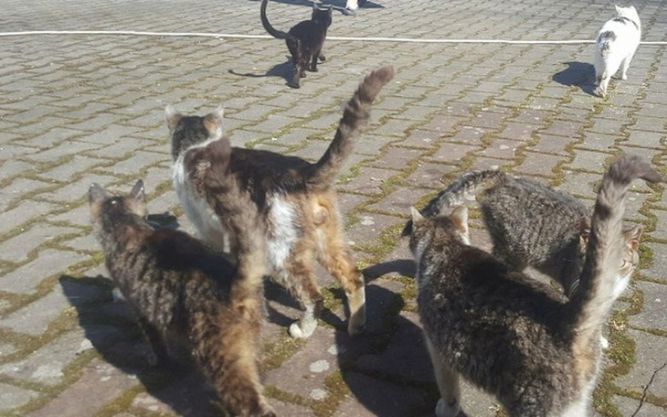 Zbiórka Leczenie Niczyjaków - zdjęcie główne