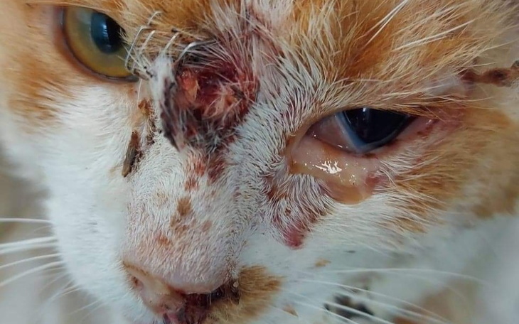 Kot z raną na głowie, z wyraźnym bólem w oczach.