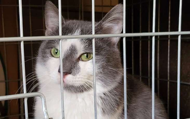 Kot w klatce, z zielonymi oczami i szarym futrem.