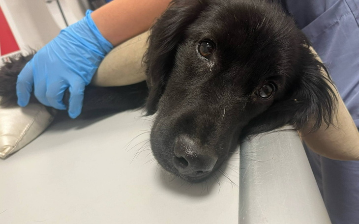 Czarny pies leży na stole weterynaryjnym, wygląda na zmartwionego.