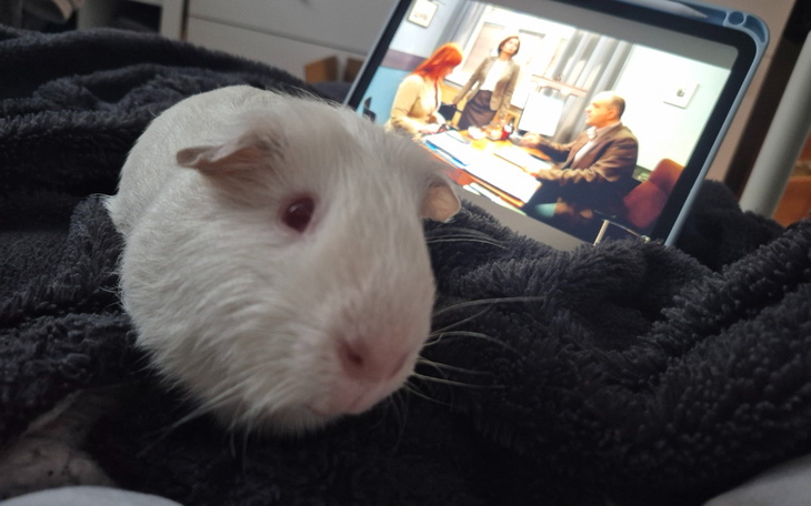 Świnka morska na tle ekranu z programem telewizyjnym.