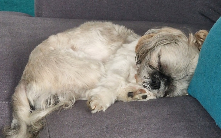 Zbiórka Badanie endoskopowe Mikiego - zdjęcie główne