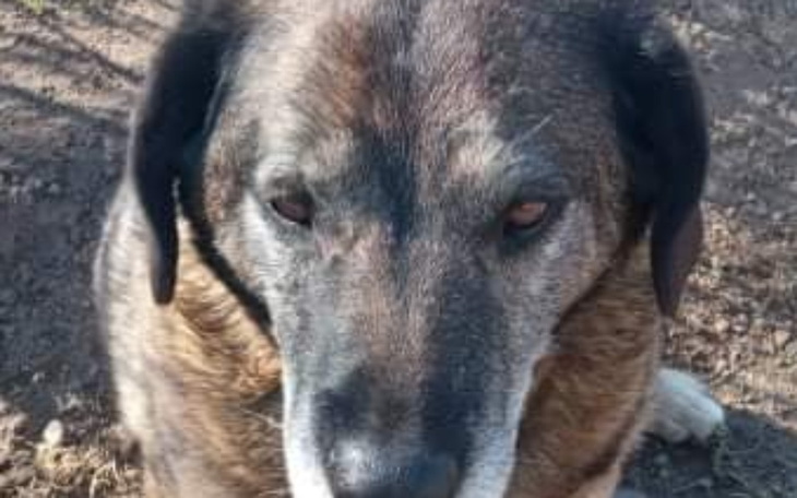 Zbiórka Psi Staruszek potrzebuje pomocy - zdjęcie główne