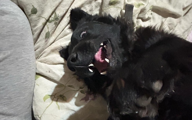 Zbiórka Zabieg dla Fafika - zdjęcie główne