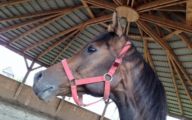 Zbiórka Pomoc dla Lafajeta - zdjęcie główne