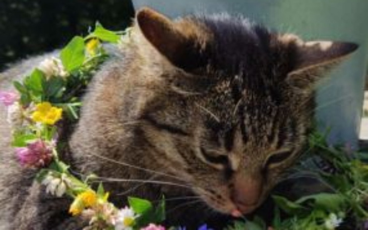 Zbiórka Na operację ratującą życie Ryśki - zdjęcie główne