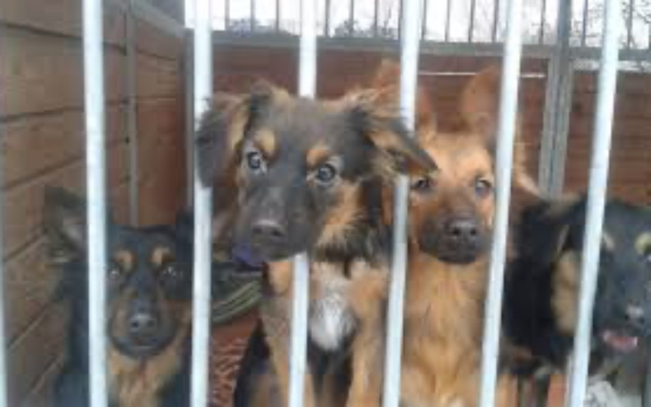 Zbiórka na schronisko i karme dla psow - zdjęcie główne