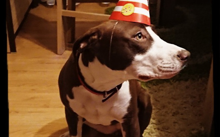 Zbiórka Ratujmy łapkę młodej Pittbullki - zdjęcie główne