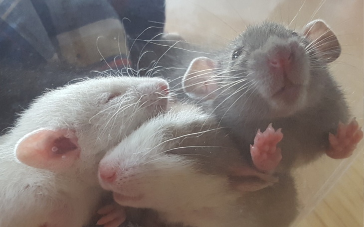 Zbiórka Sierpień w Willi Szczurnej - zdjęcie główne